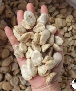 Hạt sang, hạt sành trắng rừng Tây Bắc chữa đau dạ dày đại trài, đi ngoài phân lỏng của người H'Mông