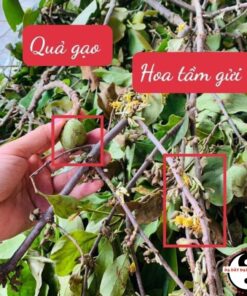 Tầm gửi cây gạo tía khô (cam kết dược liệu chuẩn) giúp ngăn ngừa hậu sản cho mẹ, bổ thận tráng dương