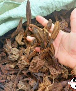 Nấm ngọc cẩu khô Tây Bắc ngâm rượu giúp bổ thận tráng dương, tăng cường sinh lý nam