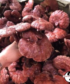 Nấm Linh chi đỏ rừng khô Tây Bắc (500g, 1kg) ngâm rượu thu hái phơi sấy khô tự nhiên