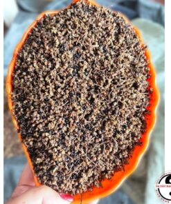 Hạt mắc khén ba cánh Tây Bắc thơm lᴏại 1 làm vị gia vị hạt dổi mắc khén xay, chẩm chéo, ướp thịt nướng