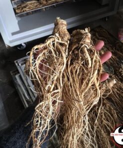 Sâm đương quy khô Sìn Hồ loại 1 sấy lạnh từ đương quy tươi giữ nguyên dược tính ngâm rượu giúp bổ huyết